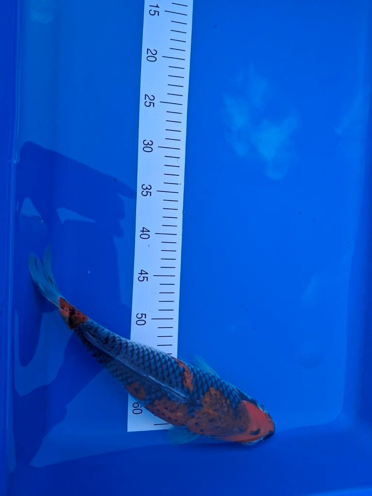 Koi Goshiki 35 cm., Dieren en Toebehoren, Vissen | Vijvervissen, Karper of Koi