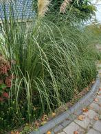 3 Grote Pampagras Struiken, Ophalen, Overige soorten, Struik, 100 tot 250 cm