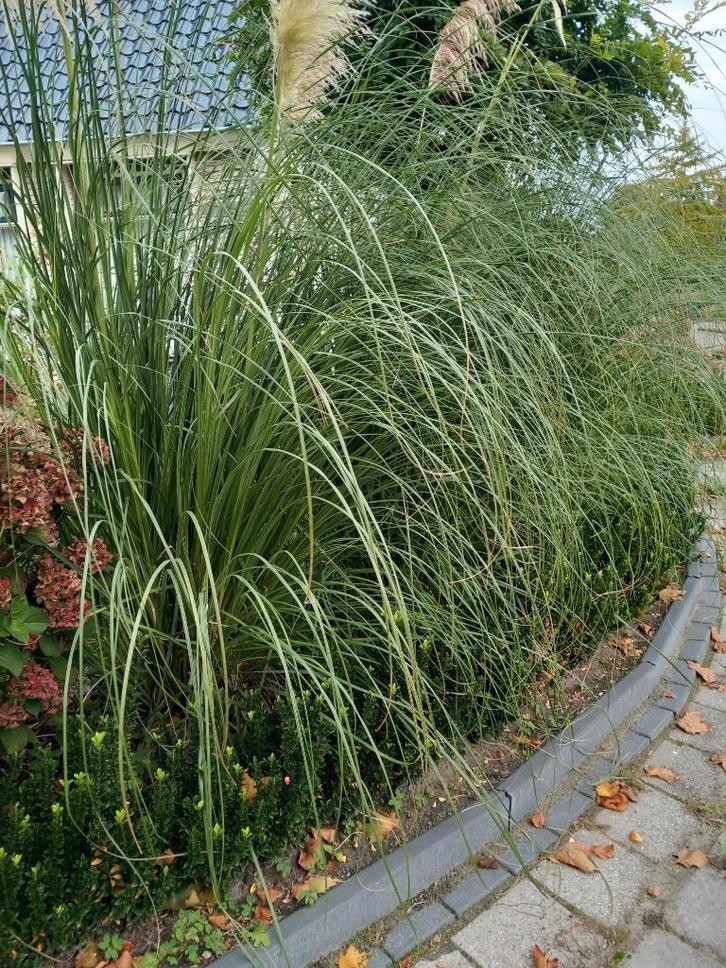 3 Grote Pampagras Struiken, Tuin en Terras, Planten | Struiken en Hagen, Struik, Overige soorten, 100 tot 250 cm, Ophalen