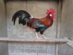 Prachtige Leghorn kriel bruin-patrijs ZELDZAAM, Mannelijk, Geringd