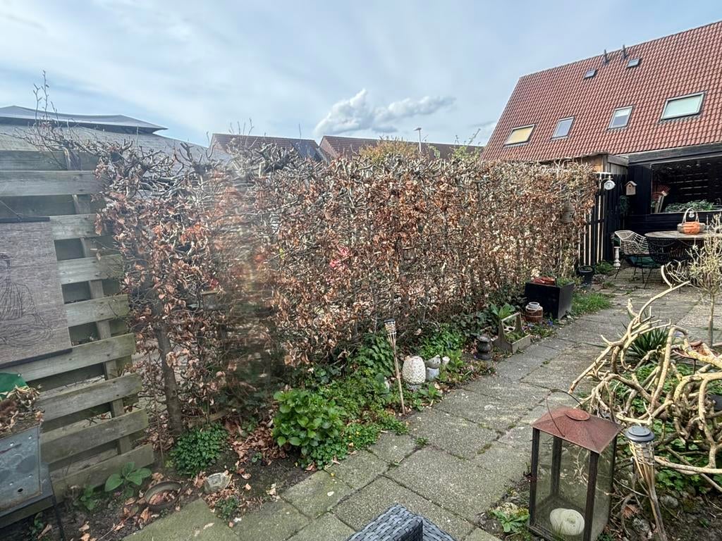 Haagbeuk GRATIS, Ophalen, Haagbeuk, Haag, 250 cm of meer