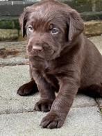 Labrador met een kwart Friese Stabij pups, 8 tot 15 weken, Labrador retriever, Parvo, Meerdere