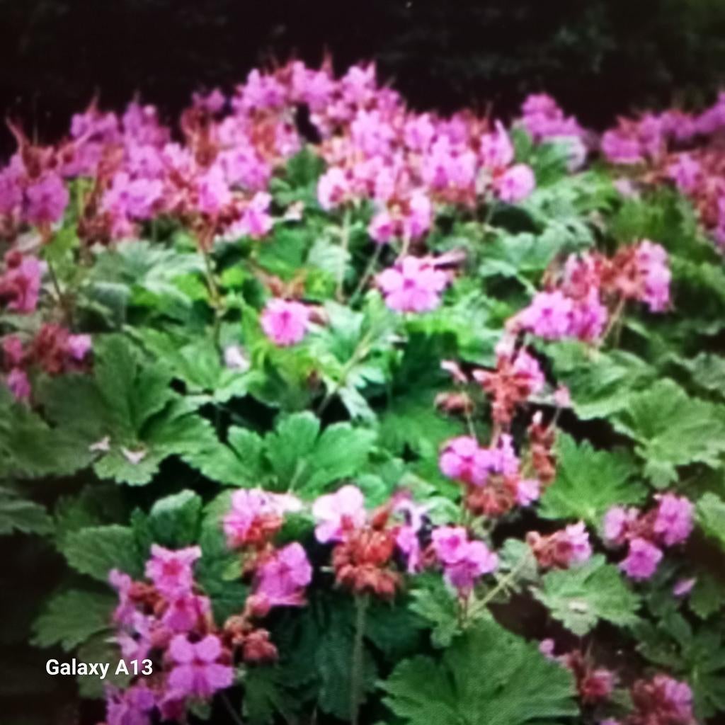 Geranium Rozanne - Bodembedekker met paarse bloemen, Tuin en Terras, Planten | Tuinplanten, Bodembedekkers, Volle zon, Vaste plant