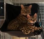 Katten pension opvang vakantie