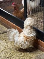 Hollandse kuifhoen haan, Dieren en Toebehoren, Pluimvee, Meerdere dieren, Kip