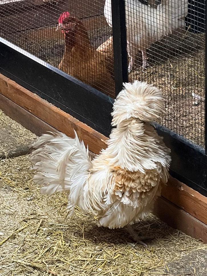 Hollandse kuifhoen haan, Dieren en Toebehoren, Pluimvee, Kip, Meerdere dieren