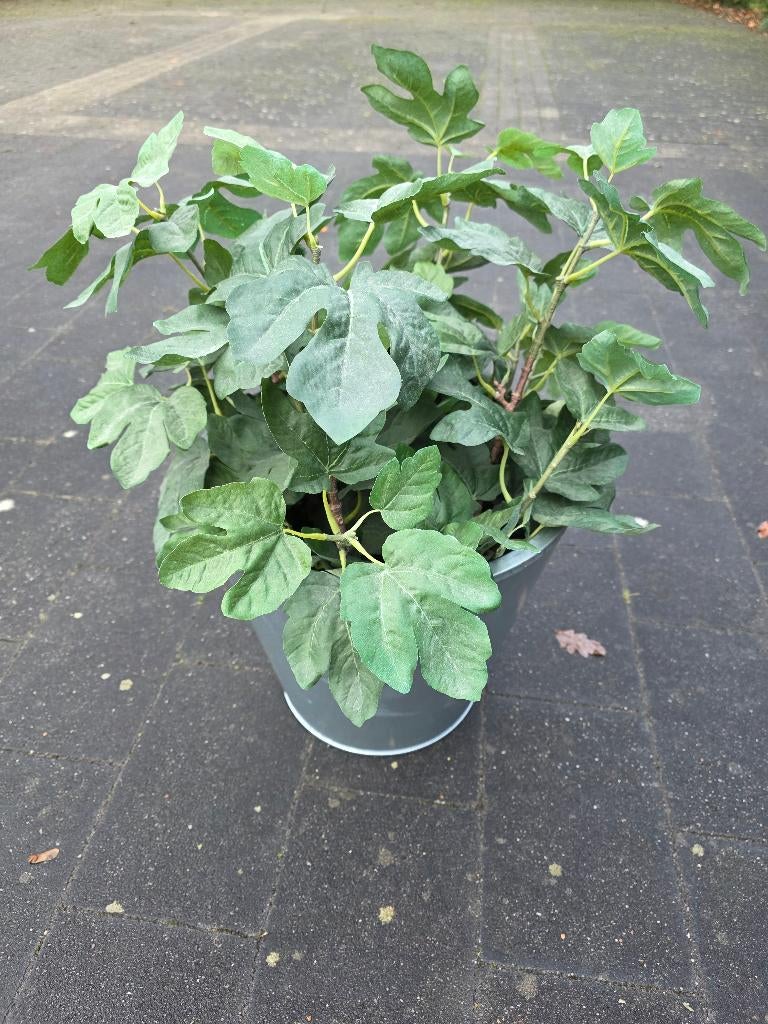 Kunst Vijg ( 4x in pot), Ophalen of Verzenden, Binnen, Met pot of vaas