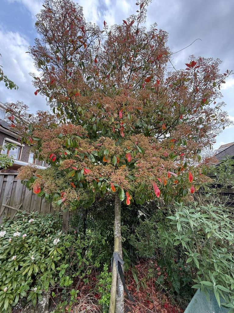 Glansmispel boom - Photinia fraseri 'Red Robin', Tuin en Terras, Planten | Bomen, Overige soorten, Lente, 250 tot 400 cm, Ophalen