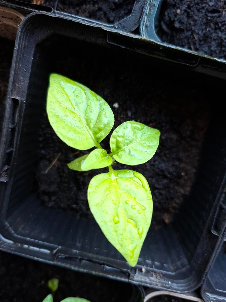 Carolina Reaper planten - Geel & Rood, Tuin en Terras, Planten | Tuinplanten, Ophalen