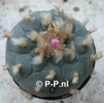Sterkste Peyote met knobbels, Lophophora williamsi decipiens, Verzenden, Minder dan 100 cm, Bloeiende kamerplant, Volle zon