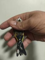 Parva distelvink, Meerdere dieren