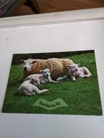 HOENDERLOO. (VEL)  SCHAAP MET LAMMETJES, Ophalen of Verzenden