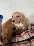 Dwerg teckel pup, Dieren en Toebehoren, Honden | Teckels en Dashonden, België, Particulier, 8 tot 15 weken, Dwerg