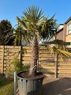 Palm. Trachicarpus fortunei.    Winterhard, Bloeit niet, 100 tot 250 cm, Palmboom, Ophalen