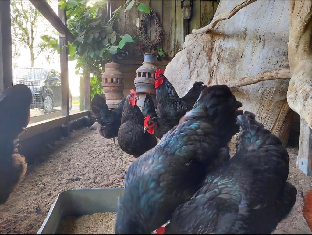 Broedeieren Australorp (groot), Dieren en Toebehoren, Pluimvee, Kip, Geslacht onbekend