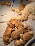 AustralischeLabradoodle puppy’s, Parvo, 8 tot 15 weken, Meerdere, Meerdere dieren