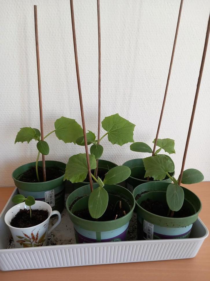 Komkommerplanten in groene potten met drainagegaten, Tuin en Terras, Planten | Tuinplanten, Eenjarig, Groenteplanten, Volle zon