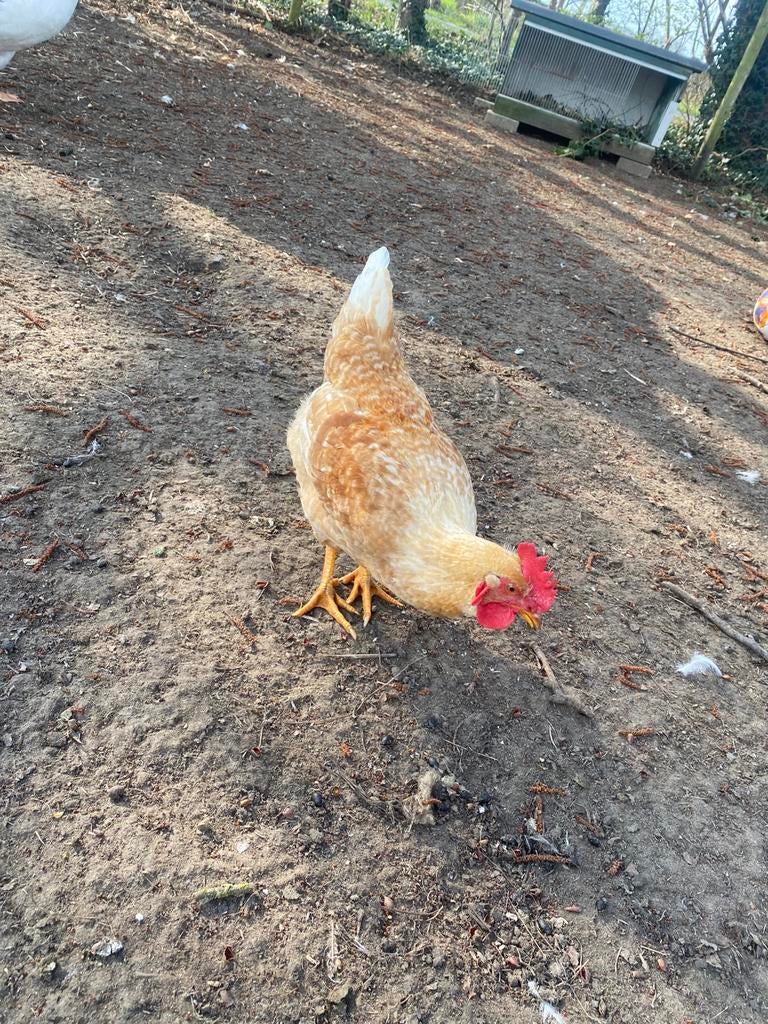 Hanen Isa Brown, Dieren en Toebehoren, Pluimvee