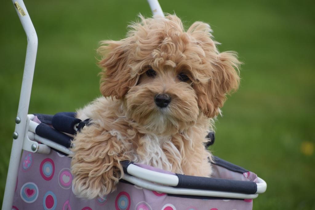 Maltipoo pup, Dieren en Toebehoren, Honden | Niet-rashonden, België, 15 weken tot 1 jaar, Meerdere, Meerdere dieren