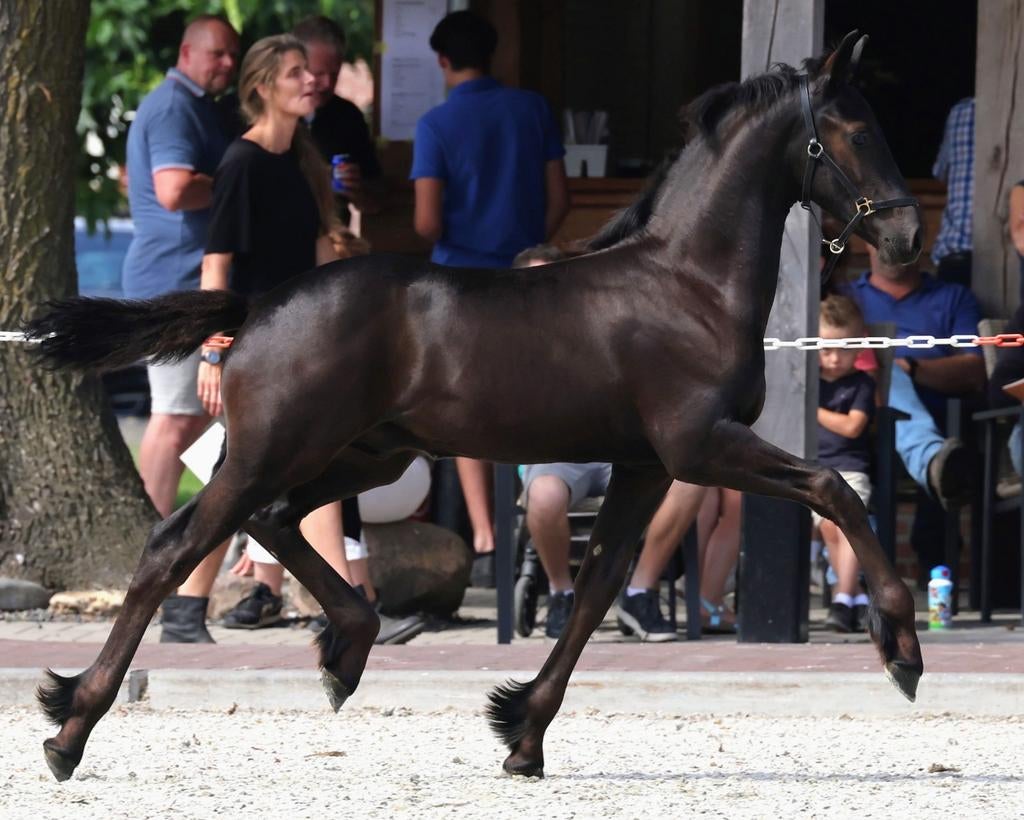 Friese jaarling hengst, Hengst, Niet van toepassing, Minder dan 160 cm, 0 tot 2 jaar