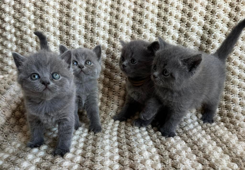 Prachtige Raszuivere Britse Korthaar Kittens + Kittenpakket!, Dieren en Toebehoren, Meerdere dieren, Ontwormd, 0 tot 2 jaar