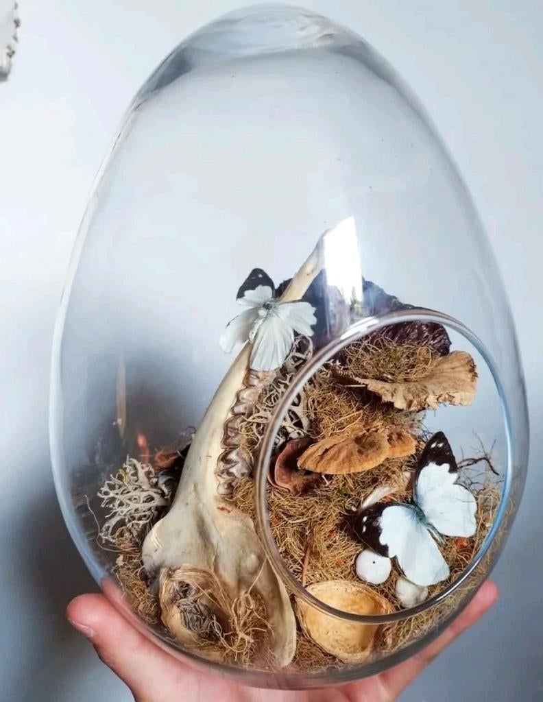 Glazen bol met reebokkaak en vlinders, Ophalen of Verzenden, Nieuw, Insect, Opgezet dier