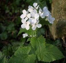 Te koop: zaden 1-, 2-jarigen en vaste planten, Tuin en Terras, Ophalen, Volle zon, Zaad