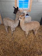 Alpaca merrie hengst alpacas, Mannelijk, Schaap