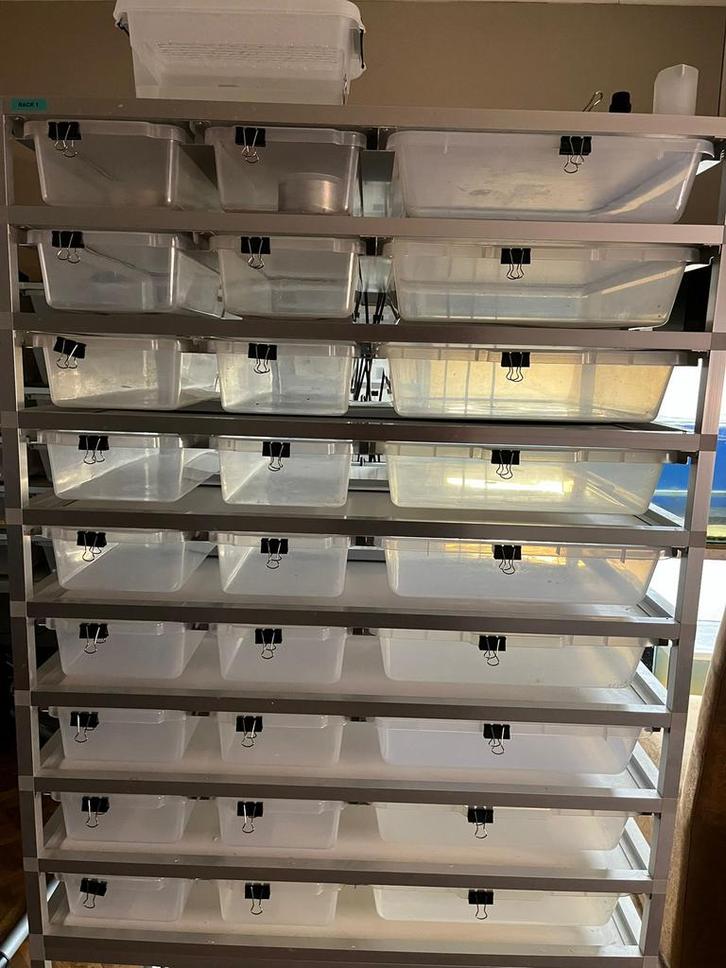 ball pythons + racks en broedkast Ball Python - male for sale from Michael