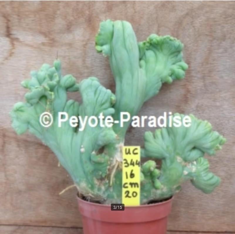 Supermonster Cactussen - San Pedro Cactus vormen., Huis en Inrichting, Verzenden, Minder dan 100 cm, In pot, Cactus