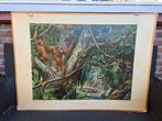 Schoolplaat Borneo / Kalahari - Gebruikte staat, Antiek en Kunst, Antiek | Schoolplaten, Ophalen, Natuur en Biologie