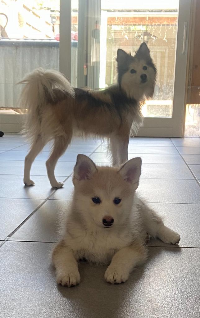 Lieve stoere pomsky pup, Dieren en Toebehoren, Honden | Poolhonden, Keeshonden en Oertypen, Parvo, 8 tot 15 weken, Meerdere, Nederland