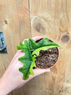 Alocasia jacklyn variegata plant halfmoon aurea green lime, Huis en Inrichting, Kamerplanten, Ophalen of Verzenden, Halfschaduw