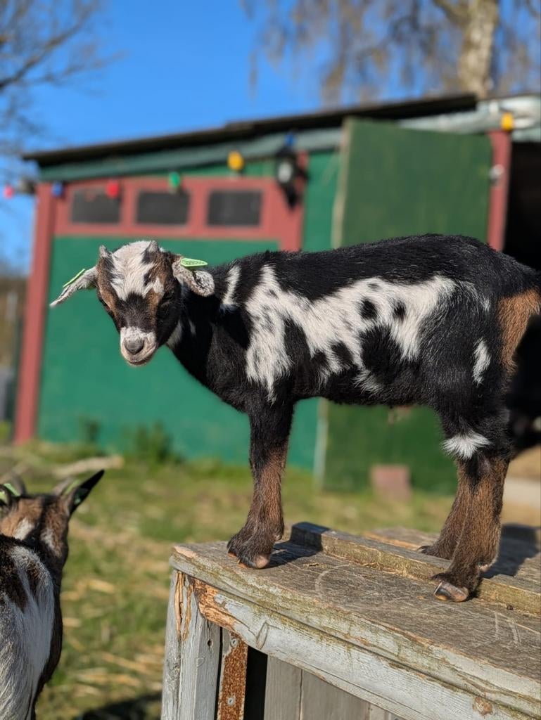 Dwerggeit met 2 bokjes, Dieren en Toebehoren, Schapen, Geiten en Varkens, Meerdere dieren, Geit