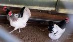 grote Lakenvelder, Dieren en Toebehoren, Pluimvee, Vrouwelijk, Kip