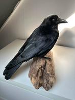 Mooie opgezette kraai, Verzamelen, Dierenverzamelingen, Ophalen of Verzenden, Zo goed als nieuw, Vogel, Opgezet dier