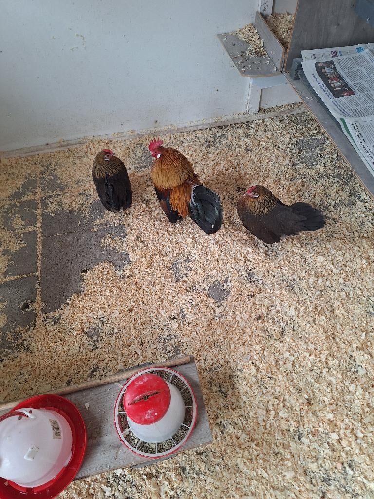 mooie jonge krielkipjes patrijs, Dieren en Toebehoren, Mannelijk, Kip