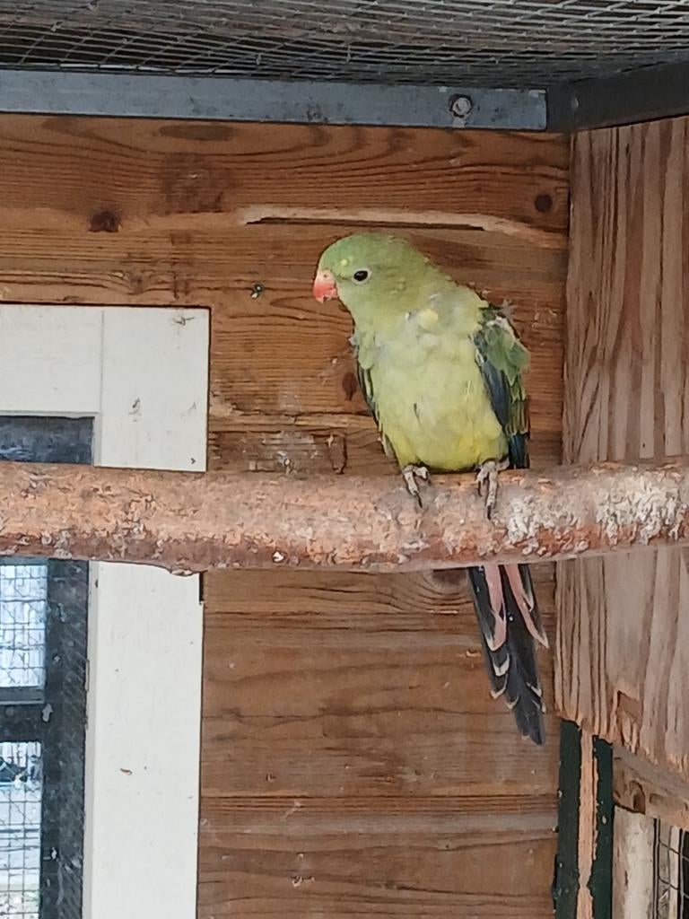 Te koop een ovj bergparkiet pop, Dieren en Toebehoren, Vogels | Parkieten en Papegaaien, Vrouwelijk, Parkiet, Geringd