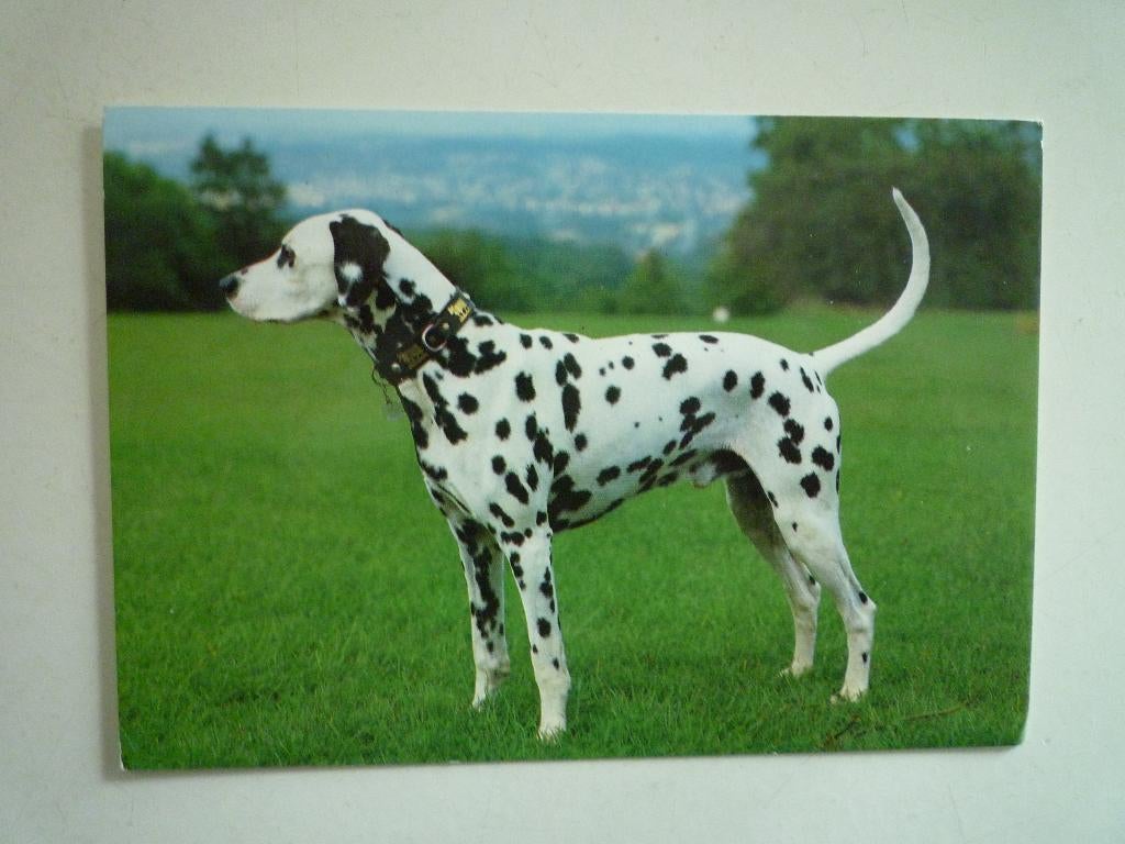 Hond dalmatier, Ophalen of Verzenden, Voor 1920, Hond of Kat