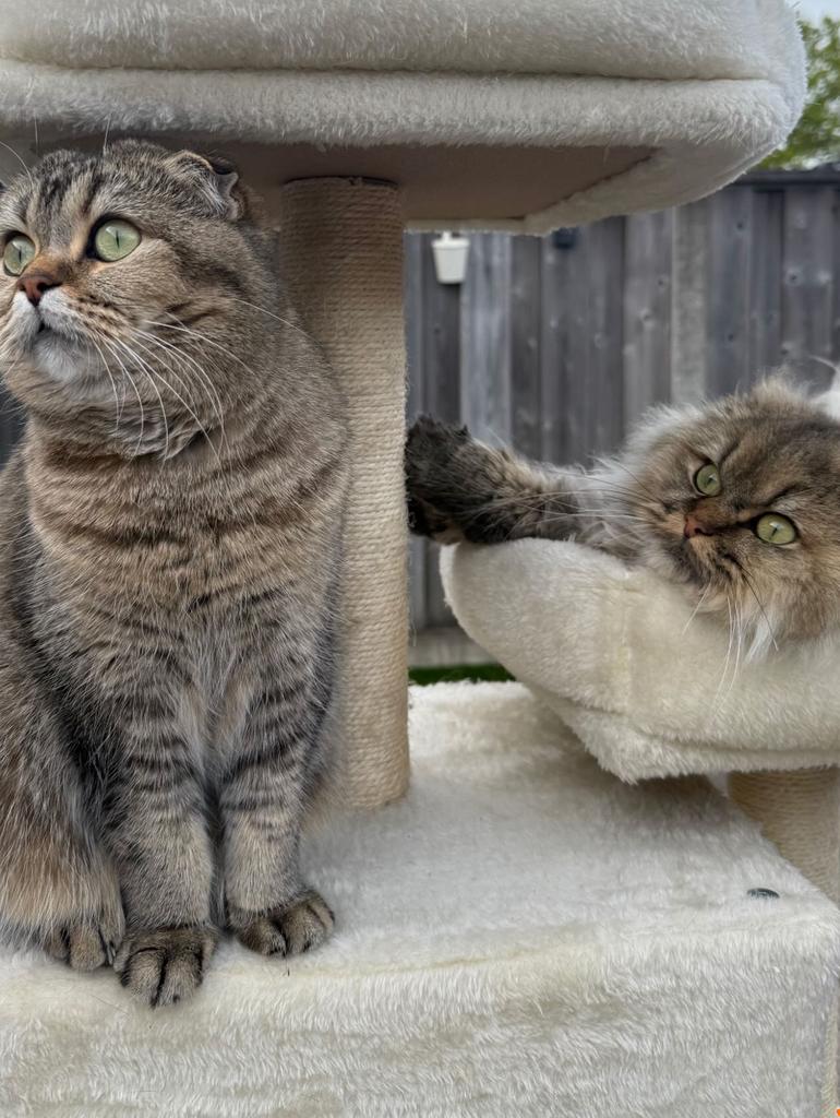 2 mooie katten, Dieren en Toebehoren, Meerdere dieren, Gechipt, 3 tot 5 jaar