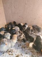 Kuikens, vorwerk australorp, Meerdere dieren, Kip