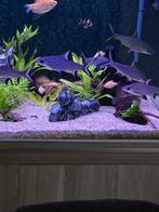 6 grote haaivin barbelen te koop, Dieren en Toebehoren, Vis