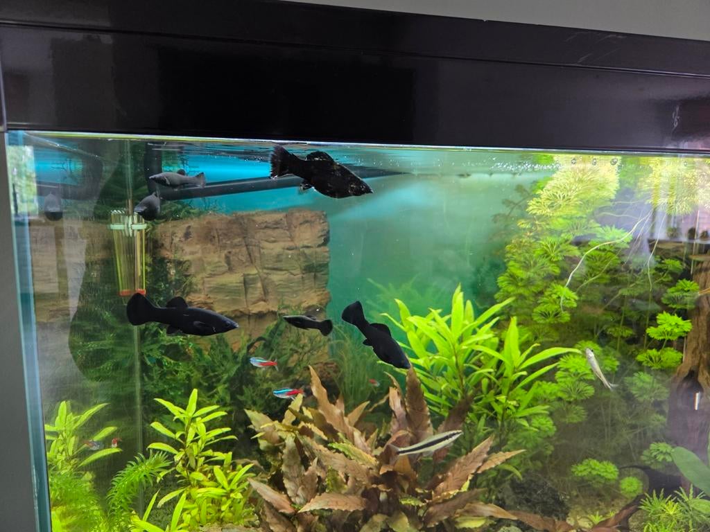 Black Mollys, Dieren en Toebehoren, Vissen | Aquaria en Toebehoren, Ophalen