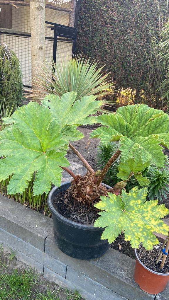 Guinerra Manicata (mamoet), Tuin en Terras, Planten | Tuinplanten, Volle zon, Vaste plant, Zomer, Ophalen