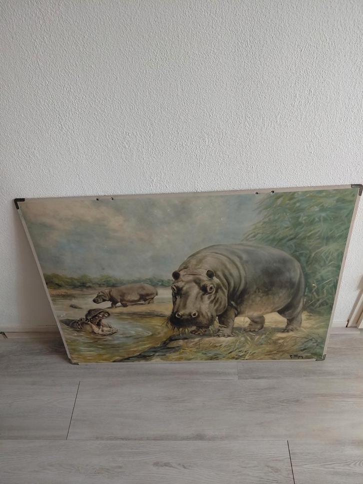 Oude vintage schoolplaat r tupy nijlpaarden 92x67 cm, Antiek en Kunst, Antiek | Schoolplaten, Natuur en Biologie, Ophalen