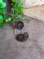 Ammonieten paar, klein, Verzamelen, Mineralen en Fossielen, Ophalen of Verzenden, Fossiel