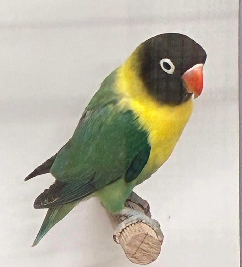 Agapornis personata man turquoise, Dieren en Toebehoren, Vogels | Parkieten en Papegaaien, Mannelijk, Dwergpapegaai of Agapornis