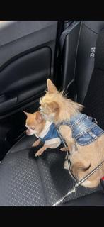 Met pijn in ons hart: lieve chihuahua Woefie (11), 6 jaar of ouder, Reu, Parvo, Eén hond