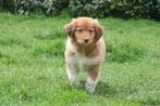 Schotse Collie ( Lassie ) x Toller Retriever pups, Dieren en Toebehoren, Parvo, Nederland, Overige rassen, 8 tot 15 weken