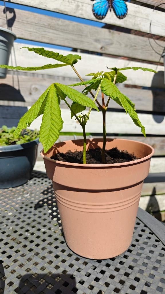 Kastanje boompje, Halfschaduw, Overige soorten, Minder dan 100 cm, Ophalen